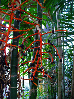 Chamaedorea tepejilote Pacaya Palm, Palmito dulce